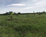 Cần bán 3 sào cây lâu năm thôn 3 Hàm Liêm gần khu công nghiệp phan thiết