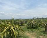 Cần bán 4 sào 5 đất cây lâu năm có 100m2 đất thổ cư km 16 Hàm Cường Hàm Thuận Nam gần ngay