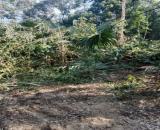 Bán 38 ha đất rừng sản xuất (sổ hồng mới tinh), đất bằng phẳng tại Lang Chánh, Thanh Hoá