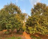 Bán 5,2 ha Sầu riêng đang thu hoạch mạnh tại CưMnga -Đắk Lắk 8 tỷ