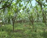 Chủ vườn muốn dưỡng già cần bán gấp vườn trái cây hơn 5000m2 giá chỉ 490 triệu
