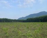 📣📣Cần bán 20000m (2hec)  đất trồng cây lâu năm tại xã Hoà Phú, Hoà vang
