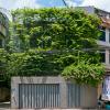 Ngắm ngôi nhà phủ đầy cây xanh mát rượi ở Hà Nội