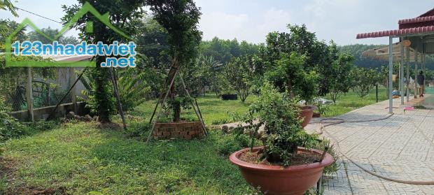 Vườn Bười đường xe tài Bình Lợi, Vĩnh Cửu, Đồng Nai, 6600m2, giá 10 tỷ 500. - 1