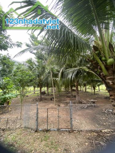 Ngộp bán nhanh 2 nhà Yến-Bình An-Bắc Bình-Bình Thuận-DT đất 3.427m2 - 1