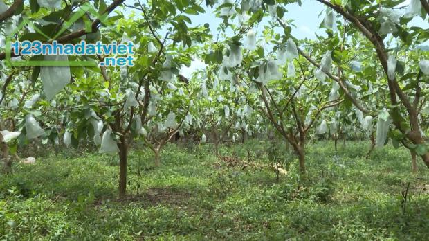 Chủ vườn muốn dưỡng già cần bán gấp vườn trái cây hơn 5000m2 giá chỉ 490 triệu - 2