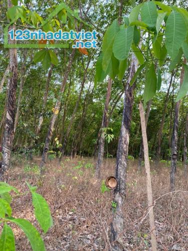 Bán đất mẫu 4.16 ha Minh Hòa Dầu Tiếng - 2