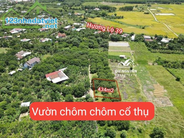 Bán vườn chôm chôm cổ thụ Diên Lâm sát bên Hương Lộ 39 - 4