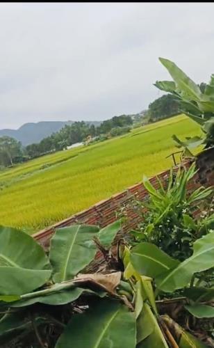 Nhà vườn view núi 1500m2 khuôn viên cây trái thôn Phú Hữu, Minh Phú, Sóc Sơn bán giá rẻ - 5