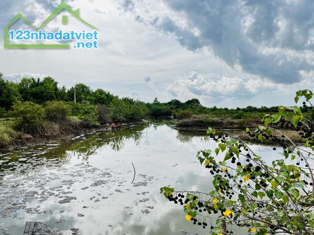 BÁN ĐẤT NUÔI TÔM , THẢ LANG TẠI DUYÊN HẢI, TRÀ VINH - 2