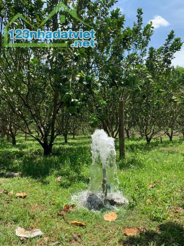 Bán vườn bưởi Khánh Trung Khánh Vĩnh giá rẻ - điện nước đầy đủ - 3