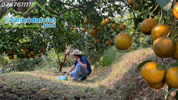 Bán đất nhà vườn Tuân Lộ Tân Lạc,view hồ thủy nông,gần TT Mãn Đức,1.1ha,3 tỷ dư - 1