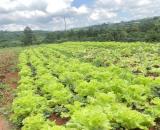 🆘🆘Bán nhà vườn Quốc Lộ 20 Lộc Châu, phường 3 Bảo Lộc. CÁCH QUỐC LỘ CHỈ 200m