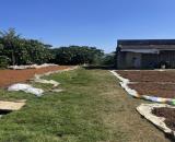 BÁN 1,4HA CAFE ĐANG THU HOẠCH - HẺM 221 ĐOÀN THỊ ĐIỂM, P1,  BẢO LỘC