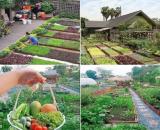 Đất trồng cây 2 mặt tiền đường lớn rẻ đẹp 520 triệu/422m2