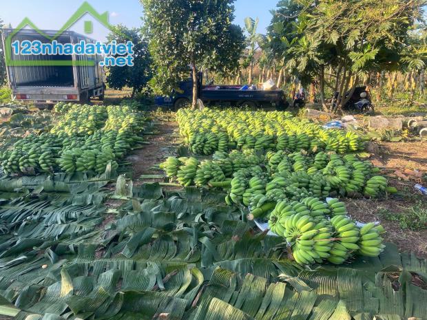 💥 BÁN 3HA ĐẤT MÔ HÌNH PHÁT TRIỂN DU LỊCH SINH THÁI. 7 Tỷ 200 - 4