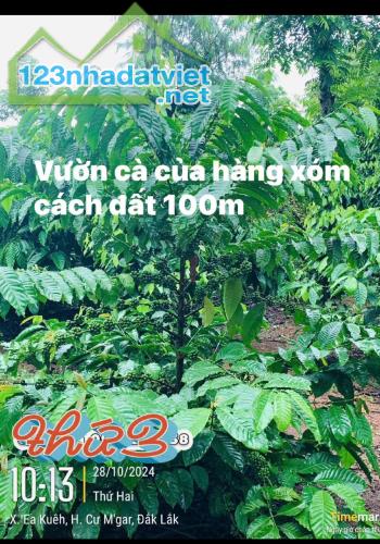 Bán vườn điều 1.1 hec tại Ea Kued - Cư Mgar DakLak - 1