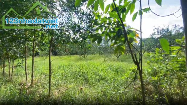 BÁN LÔ ĐẤT GẦN 5000M² – ĐẤT TRỒNG CÂY LÂU NĂM – CÓ SẴN CÂY TRÀM 3 NĂM TUỔI - 4