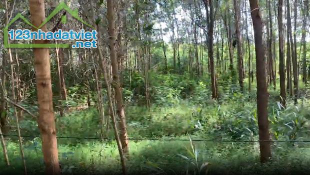 BÁN LÔ ĐẤT GẦN 5000M² – ĐẤT TRỒNG CÂY LÂU NĂM – CÓ SẴN CÂY TRÀM 3 NĂM TUỔI - 3