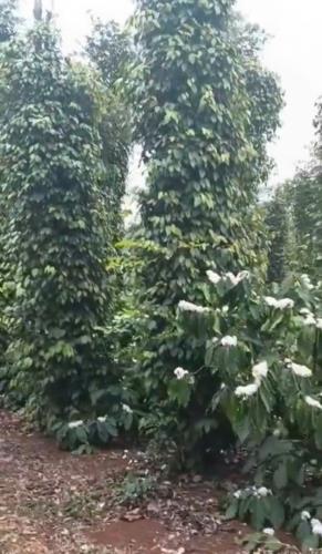 7,5 sào đất liên kết thuộc c5 xã Ea Tiêu - Cư Kuin siêu đẹp 10 cây như 10 - 1