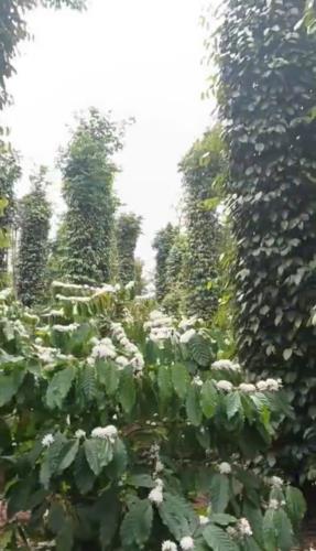 7,5 sào đất liên kết thuộc c5 xã Ea Tiêu - Cư Kuin siêu đẹp 10 cây như 10 - 4