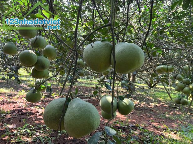 Bán Lô đất mặt tiền đường nhưa 10m, gần Ủy Ban Bình Lợi, Vĩnh Cửu, hơn 1ha, giá 45 tỷ. - 2