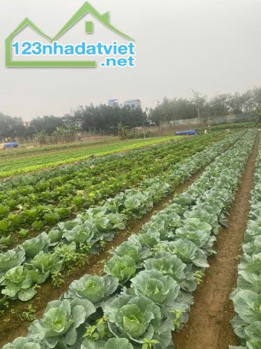 Bán 376m2 đất Yên Mỹ - Thanh Trì, mt 8.6m, ô tô đỗ cửa, Chỉ 1.05 tỷ - 2