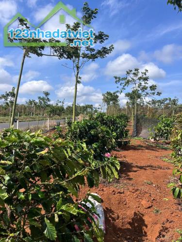 Eaktur - Cưkuin đất lk 1 ha diện tích bám mặt đường tránh đông dài miên man - 1