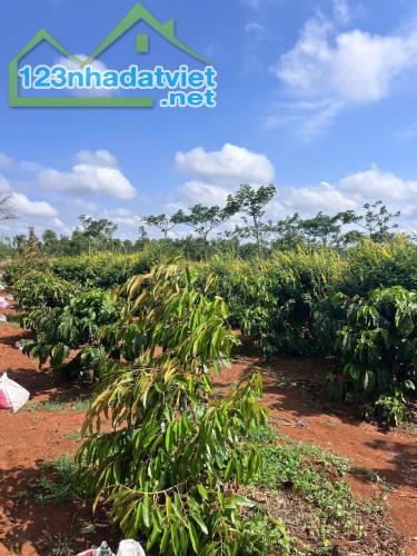 Eaktur - Cưkuin đất lk 1 ha diện tích bám mặt đường tránh đông dài miên man - 2