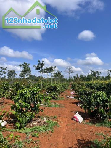 Eaktur - Cưkuin đất lk 1 ha diện tích bám mặt đường tránh đông dài miên man - 3