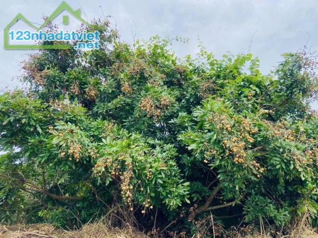 BÁN 7000M2, ĐẤT SỔ ĐỎ, QUY HOẠCH ĐẤT Ở, ĐƯỜNG LỚN, GIÁ CHỈ 4,4Tỷ (600k/m2) - 1