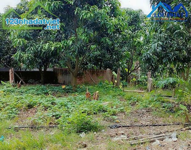 Bán đất vườn xã Phú Ngọc Huyện Định Quán diện tích 41500m2 giá 16 tỷ - 4