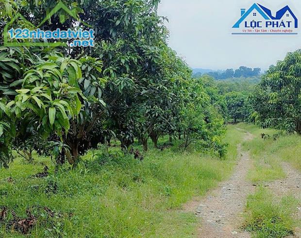 Bán đất vườn xã Phú Ngọc Huyện Định Quán diện tích 41500m2 giá 16 tỷ - 3