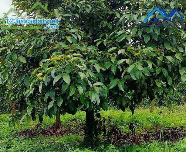 Bán đất vườn xã Phú Ngọc Huyện Định Quán diện tích 41500m2 giá 16 tỷ