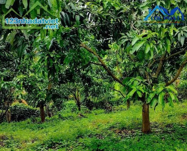 Bán đất vườn xã Phú Ngọc Huyện Định Quán diện tích 41500m2 giá 16 tỷ - 3