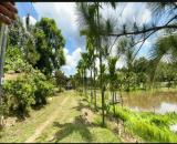 CẦN CHUYỂN NHƯỢNG 2 QUẢ ĐỒI VIEW HỒ – HUYỆN CÁT TIÊN, LÂM ĐỒNG