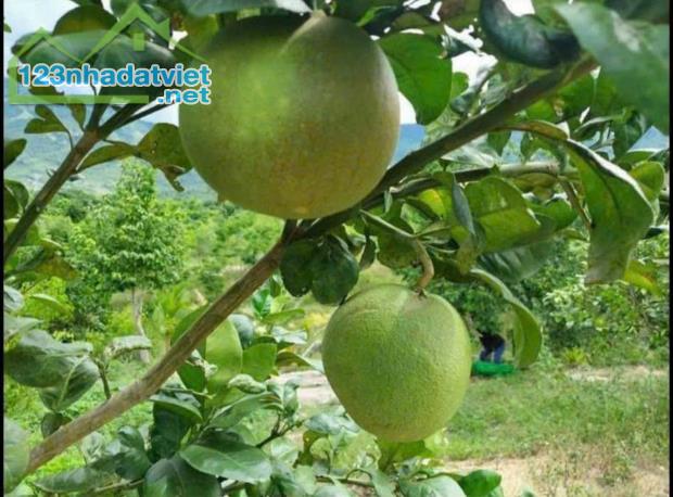 Kẹt Tiền - Cần Bán Gấp Lô Đất Vườn Trảng Bom 1500m2 - 3