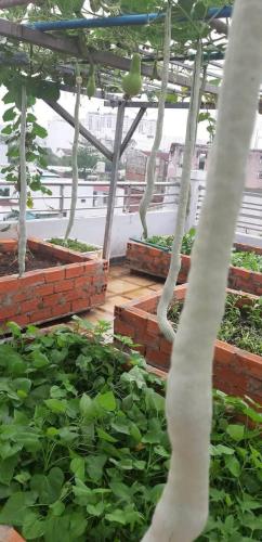 Bán đất tặng tặng nhà cấp 4 ngay mặt tiền bờ sông Vàm Thuật – Thạnh Lộc Quận 12 - 1