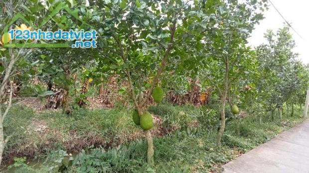 3,7công đất vườn,ấp Thới Thuận,Thới Sơn,TP.Mỹ Tho,Tiền Giang - 1