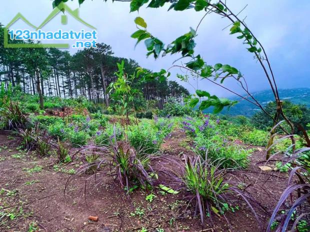 Cần Bán Gấp – Nhà Nghỉ Dưỡng View Săn Mây Siêu Đẹp Tại Trạm Hành, Đà Lạt 11.000m2 - 3