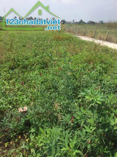 CHÍNH CHỦ CẦN BÁN NHANH ĐẤT TẠI XÃ LẠC TẤN, TÂN TRỤ, LONG AN - 2