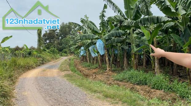 BÁN 1HA VƯỜN SẦU RIÊNG + CÂY ĂN TRÁI TẠI XÃ PHÚ LÝ – SỔ HỒNG RIÊNG – GIÁ TỐT - 1