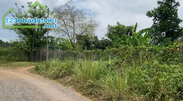 BÁN 1HA VƯỜN SẦU RIÊNG + CÂY ĂN TRÁI TẠI XÃ PHÚ LÝ – SỔ HỒNG RIÊNG – GIÁ TỐT - 3