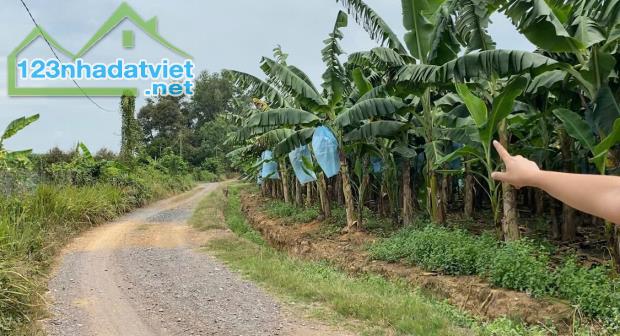 BÁN 1HA VƯỜN SẦU RIÊNG + CÂY ĂN TRÁI TẠI XÃ PHÚ LÝ – SỔ HỒNG RIÊNG – GIÁ TỐT - 4