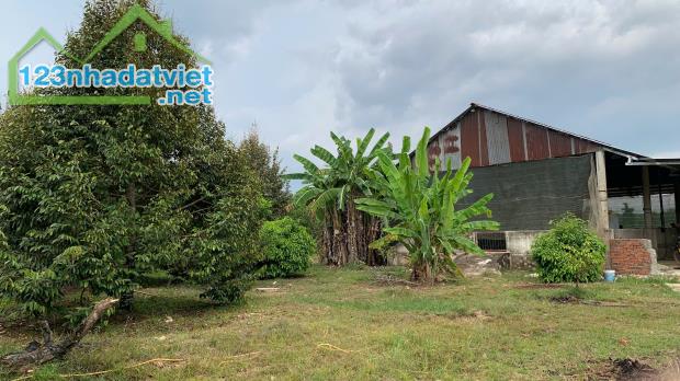 BÁN 1HA VƯỜN SẦU RIÊNG + CÂY ĂN TRÁI TẠI XÃ PHÚ LÝ – SỔ HỒNG RIÊNG – GIÁ TỐT - 5