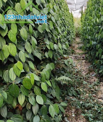 CÂY GIỐNG BÍNH LỤA Chuyên Cung Cấp Sỉ Lẻ - Giống Tiêu TÙNG LINH Chuẩn F1