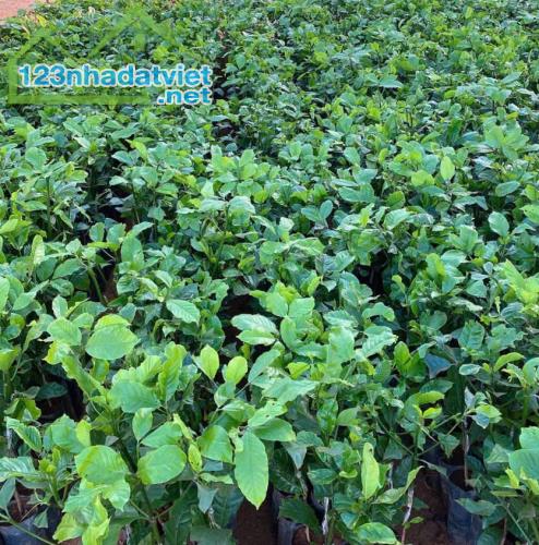 CÂY GIỐNG BÍNH LỤA Chuyên Cung Cấp Sỉ Lẻ - Giống Tiêu TÙNG LINH Chuẩn F1 - 1