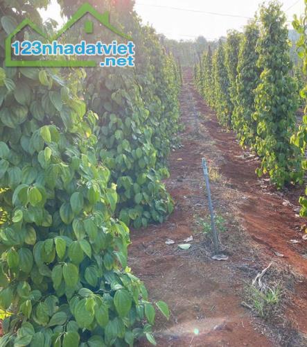 CÂY GIỐNG BÍNH LỤA Chuyên Cung Cấp Sỉ Lẻ - Giống Tiêu TÙNG LINH Chuẩn F1 - 2