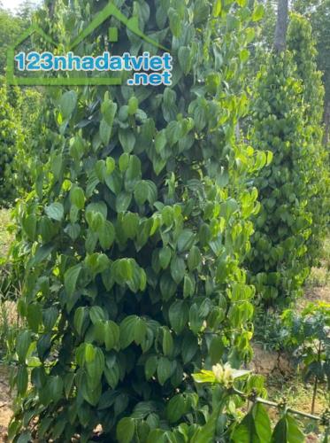 CÂY GIỐNG BÍNH LỤA Chuyên Cung Cấp Sỉ Lẻ - Giống Tiêu TÙNG LINH Chuẩn F1 - 3