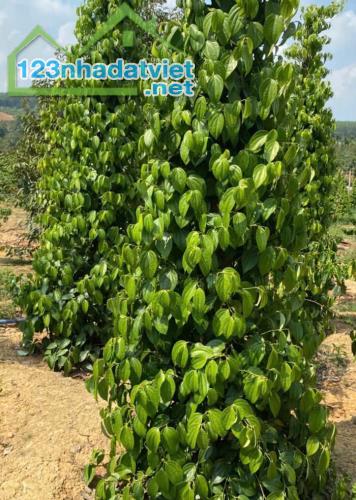 CÂY GIỐNG BÍNH LỤA Chuyên Cung Cấp Sỉ Lẻ - Giống Tiêu TÙNG LINH Chuẩn F1 - 4